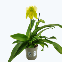 Frauenschuh Paphiopedilum mit grün-weißer Blüte und 2 Rispen