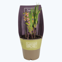 Gartenorchidee Epipactis mit 3+ Austrieben