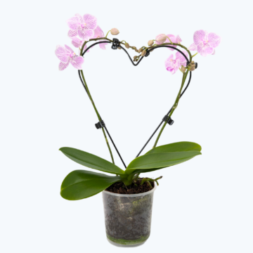 Herzförmige Table Dance Orchidee Nayeli