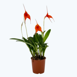 Masdevallia Bellavallia