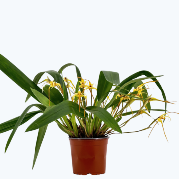 Maxillaria bradei Hybride im 12cm Topf mit gelben Blüten und 8+ Rispen