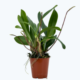 Miniorchidee Bulbophyllum falcatum im 6cm Topf mit braungelben Blüten