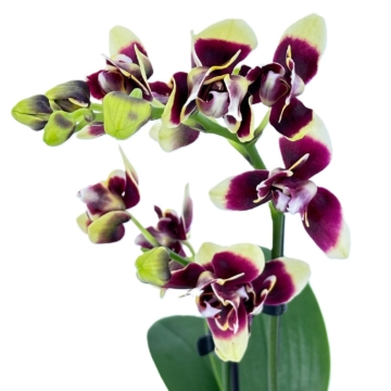 Pelorische Orchidee Table Dance Donauwelle mit gelb-braunen Blüten und 2 Rispen