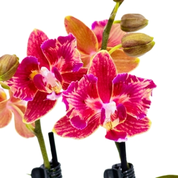 Pelorische Orchidee Table Dance Flamig Kaki mit roten Blüten und 2 Rispen