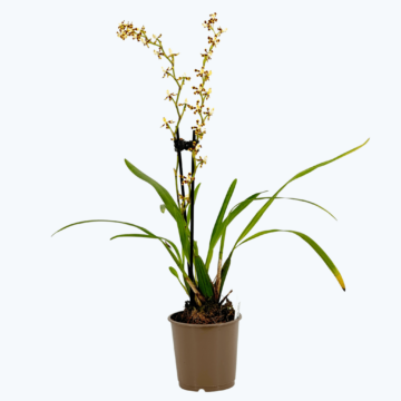 Solenidiopsis tigroides Duftorchidee mit 1+ Rispen Rarität