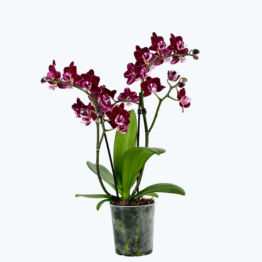 Table Dance Aliyah Black mit dunkelroten Blüten und 2 Rispen