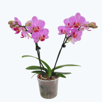 Table Dance Nui mit rosa gestreiften Blüten und 2 Rispen
