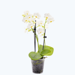 Table Dance Popcorn mit weißen Blüten und 3 Rispen