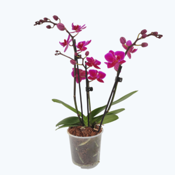 Table Dance Violetta mit intensiv lila Blüten und 3 Rispen