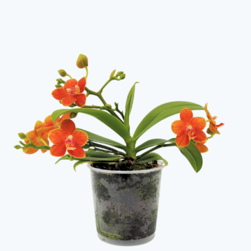 Bonsai Duftorchidee Citrus mit orangen Blüten und 3+ Rispen