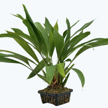 Coelogyne dayana Solitärpflanze im Orchideenkorb mit Rispenansatz