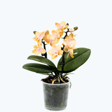 Duftorchidee Elemental mit gelben Blüten mit 3 Rispen