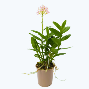 Epidendrum Nordic Fire Dauerblüher mit lachsfarbenen Blüten und 1 Rispen
