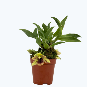 Mini-Orchidee Promenaea Sunlight