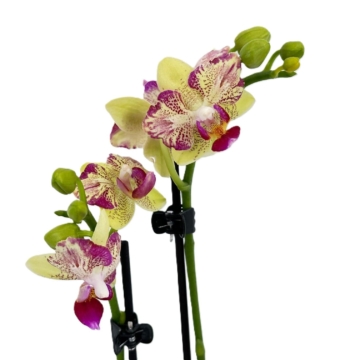 Pelorische Table Dance Sunny mit gelben Blüten und 2 Rispen