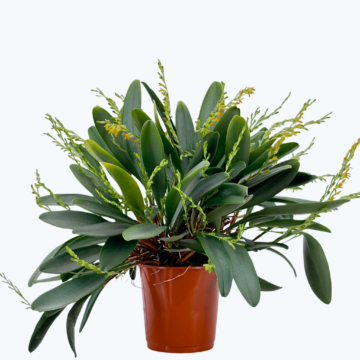 Physosiphon tubatus mit orange-braunen Blüten und 15+ Rispen