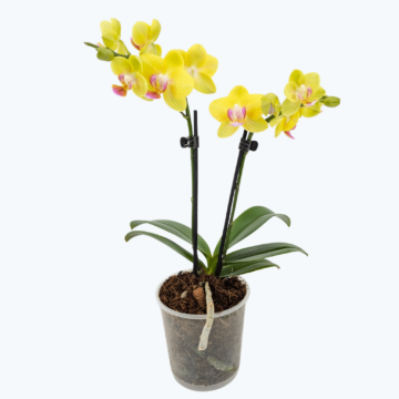 Table Dance Golden Yuzu mit kräftig gelben Blüten und 2 Rispen