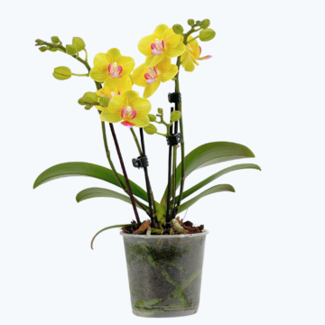 Table Dance Golden Yuzu mit kräftig gelben Blüten und 3 Rispen