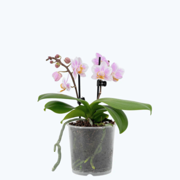 Table Dance Jasmin Tea mit weiß-getupften Blüten und 3+ Rispen