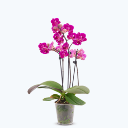 Table Dance Merida mit violetten Blüten und 2 Rispen