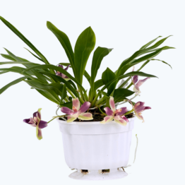 Cochleanthes im Ampeltopf mit blau-weißen Blüten