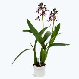 Epicattleya Black Comet mit dunkler Blüte und 2 Rispe