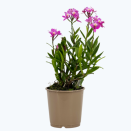 Epidendrum Nordic Fire superkompakt mit rosa Blüten und 2+Rispen