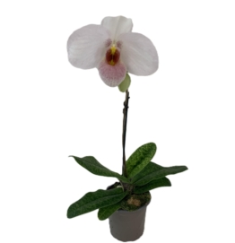 Frauenschuh Paphiopedilum Joyce Hazegawa mit rosa-weißer Blüte und 1 Rispe