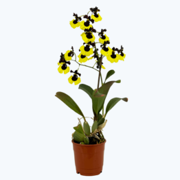 Gomesa Jiaho Queen (Oncidium Sabine Meyer) mit gelb-schwarzen Blüten und 1 Rispe
