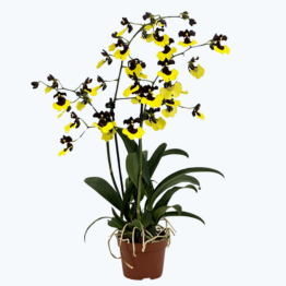 Gomesa Jiaho Queen (Oncidium Sabine Meyer) mit gelb-schwarzen Blüten und 2 Rispen