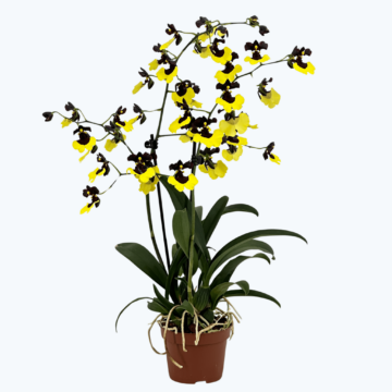 Gomesa Jiaho Queen (Oncidium Sabine Meyer) mit gelb-schwarzen Blüten und 2 Rispen