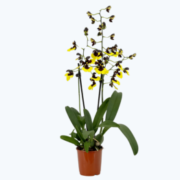 Gomesa Jiaho Queen (Oncidium Sabine Meyer) mit gelb-schwarzen Blüten und 2 Rispen im 9cm Topf