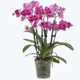 Große Two of Us Diamond Babe mit lila-rosa gesprenkelten Blüten und 5+ Rispen