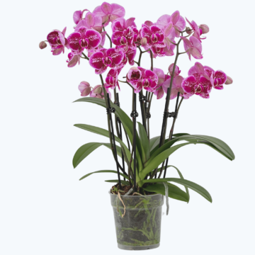 Große Two of Us Diamond Babe mit lila-rosa gesprenkelten Blüten und 5+ Rispen