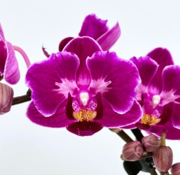 Pelorische Orchidee Table Dance Amelie mit lila Blüten und 2+ Rispen