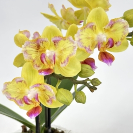 Pelorische Table Dance Golden Yuzu mit gelben Blüten und 2 Rispen
