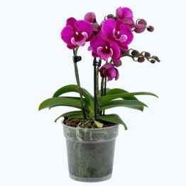 Phalaenopsis Hybride Tying Shin Black Bear mit dunkelvioletten Blüten und 3 Rispen