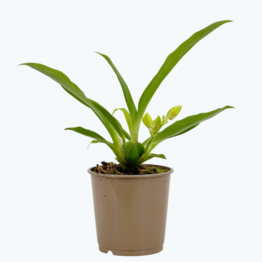 Propetalum Akka mit 1 Rispe und gelben Blüten im 9cm Topf
