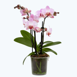 Table Dance Antwerpen mit großen rosa Blüten und 3 Rispen