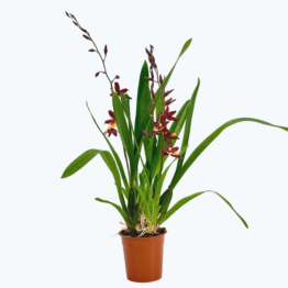 Cambria Tobacco mit 2 Rispen