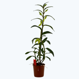 Dendrobium Jiaho Delight mit creme-orangen Blüten