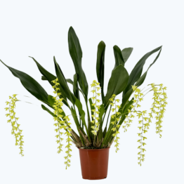 Dendrochilum abbreviatum mit grün-gelben Blüten und 5+ Rispen