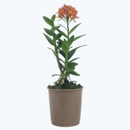 Epidendrum Nordic Fire Dauerblüher mit Apricot Blüten und 1 Rispe