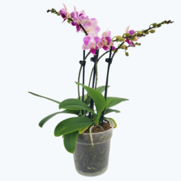 Große Two of Us Testsorte mit weiß-rosa Blüten und 4 Rispen