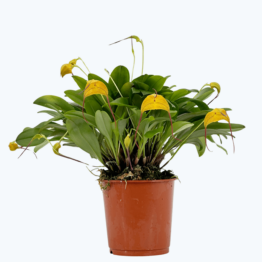 Masdevallia triangularis mit gelben Blüten und 7+ Rispen