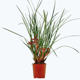Maxillaria tenuifolia im 9cm Topf