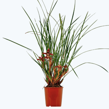 Maxillaria tenuifolia im 9cm Topf