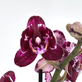 Pelorische Orchidee Table Dance Aliyah Black mit braun-lila Blüten und 2+ Rispen