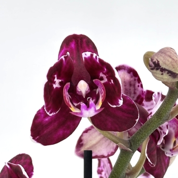 Pelorische Orchidee Table Dance Aliyah Black mit braun-lila Blüten und 2+ Rispen