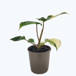 Philodendron Burle Marx mit grün-weißen Blättern